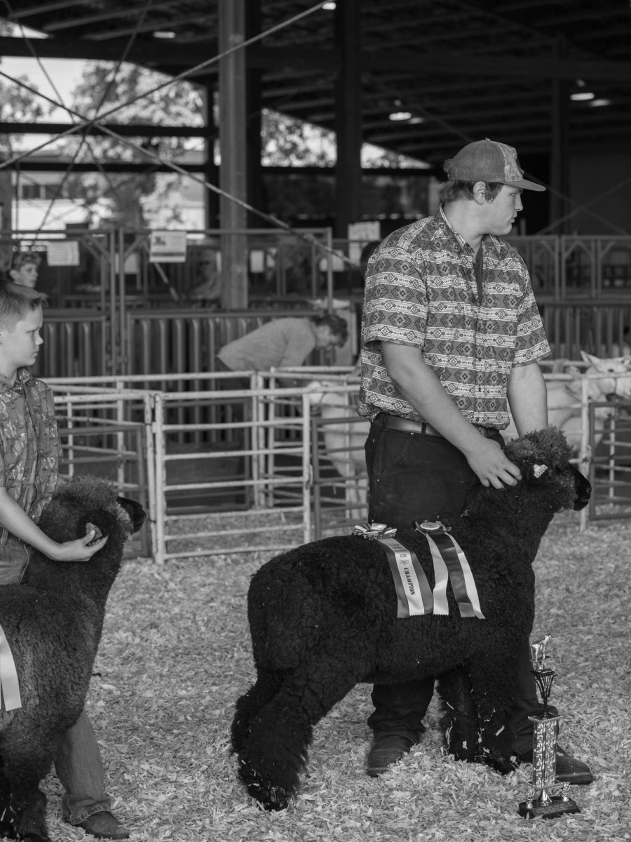 Future+Farmers+of+America+%28FFA%29+members+staging+their+sheep+for+an+award+ceremony+in+the+4-H%2FFFA+barn+at+the+fair.+Farm+animal+contests+are+a+staple+of+the+state+fair.+
