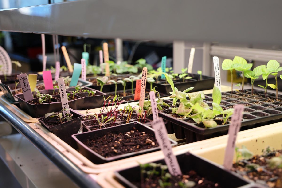 An assortment of veggies thrive under the grow light. From tomatoes and cucumbers to cherries and phlox, the students prepare many species for the sale.