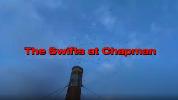 Exploring the annual swifts gathering at Chapman Elementary