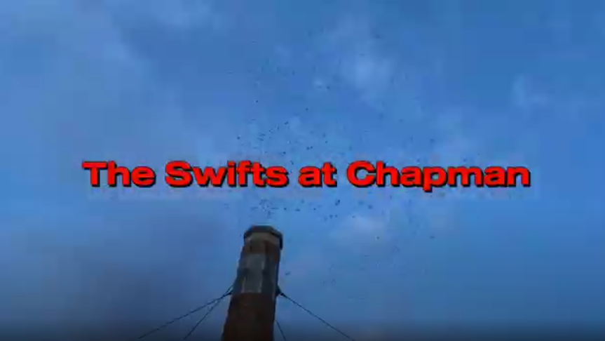 Exploring the annual swifts gathering at Chapman Elementary