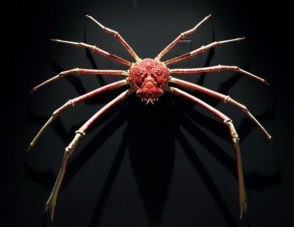 A Japanese Spider Crab is attached to the wall to create an artistic shadow. Holding a leg span of over ten feet, this species is the largest of any extant arthropod.