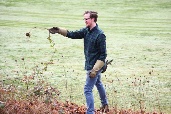 Volunteer Shaun Rasmusen pulls out old blackberry bushes from the lower trail along the Rose City Bluff. Avoiding the native plants in this process is needed because it is important to preserve what is already growing there, along with planting new native species. 